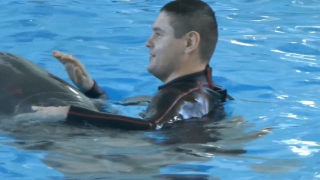 Dolphin Planet в Ярославле (дельфинарий в ярославле) смотреть онлайн