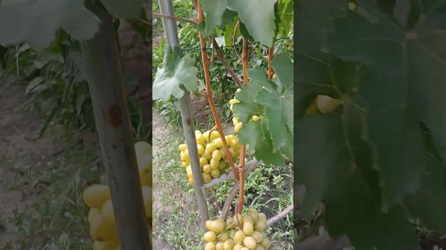 виноград Дарья. вноградник Ковач Н.В. г. Каменское. смотреть онлайн
