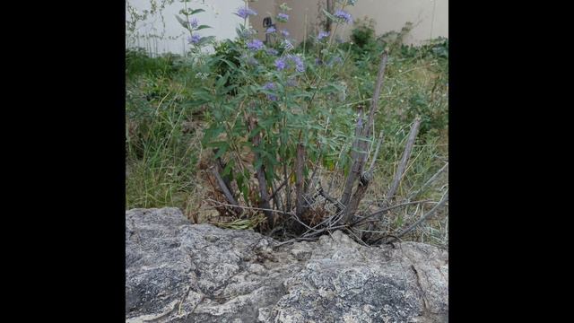 Desert Flowers смотреть онлайн