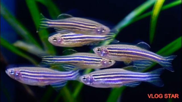 Рыбки ДАНИО и ВСЕ о них! | РАЗНОЦВЕТНЫЕ ДАНИО | Данио рерио | Данио Glofish | Pets смотреть онлайн