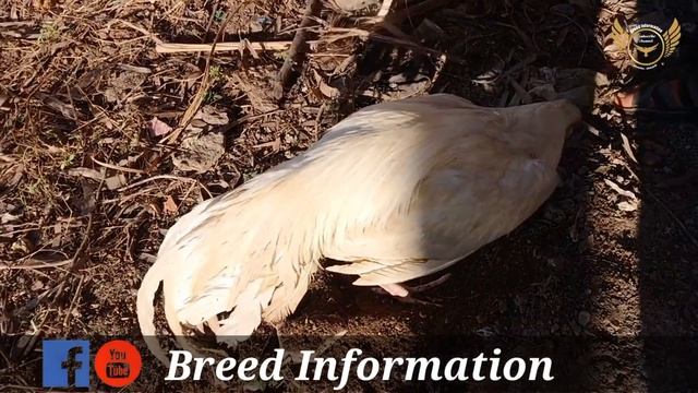 white java sindhi aseel murga// Breed Information смотреть онлайн
