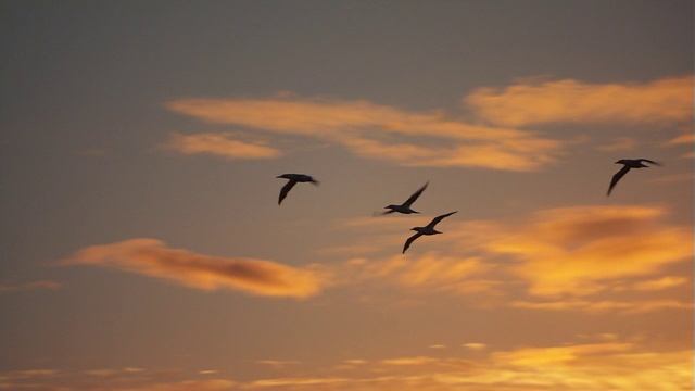 Океаны 2 серия «Южный океан» (документальный сериал, 2008) смотреть онлайн