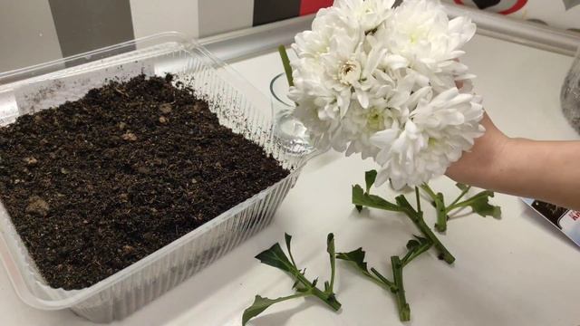 УКОРЕНЕНИЕ ХРИЗАНТЕМЫ ИЗ БУКЕТА. ТРИ СПОСОБА смотреть онлайн