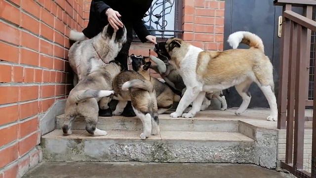 Американские акиты-лучшие! смотреть онлайн