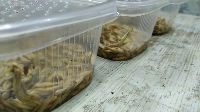 Трава для кошек. Как выращиваю я. Витамины на подоконнике. смотреть онлайн