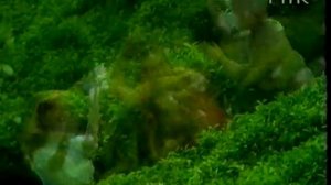 Реклама Nargis Tea  (Екатерина Гусева_1996г.)