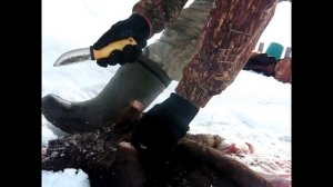 как правильно ободрать бобра . вырезат струю и засолить  шкуру +18