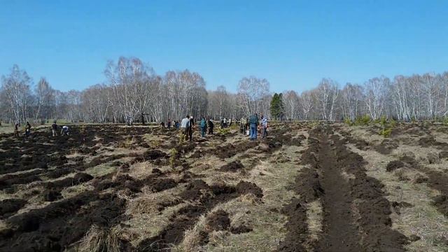 Засадим аллею, сосной , так нужно, так надо оставить свой след вековой. смотреть онлайн