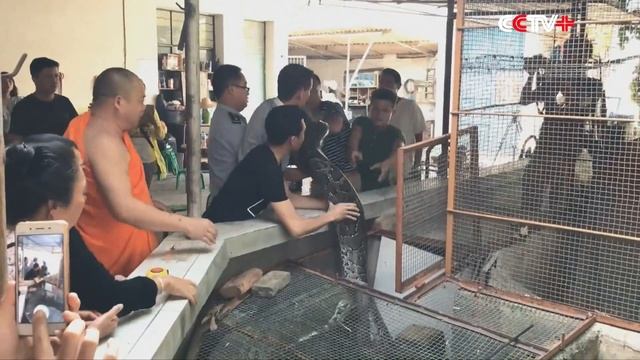 Chinese Man Raises 4-m-long Python for 18 Years, Decides to Release смотреть онлайн