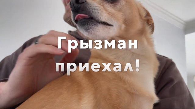 Чихуахуа Эми встретила улитку #AmyDog смотреть онлайн