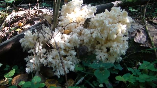 Учебник по Развитию Творческих Способностей