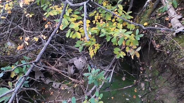 Пробую манить лосей. Погулял по лесу, подышал воздухом. смотреть онлайн