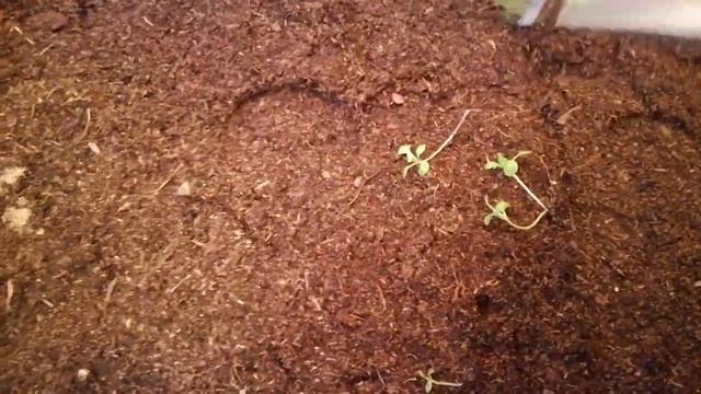 Алиссум. Пикировка вместе. 06.03.19 смотреть онлайн