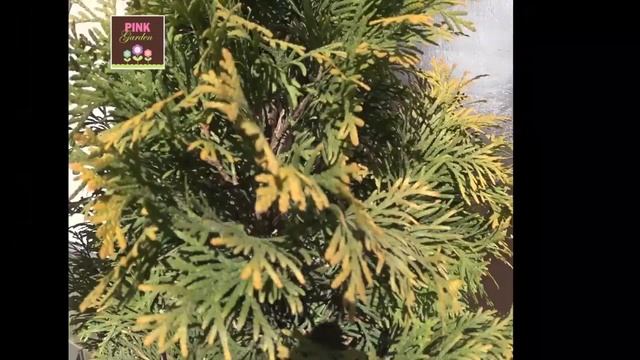 Туя западная Янтарь® Туя західна Янтар® Thuja occidentalis Jantar® смотреть онлайн