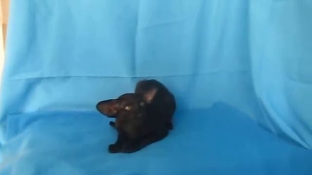 черный ориентальный котенок смотреть онлайн