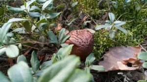 Брусничный сбор. Грибы. Сколько стоит килограмм брусники