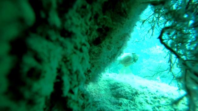 Рыба Кукушка. Черное море смотреть онлайн