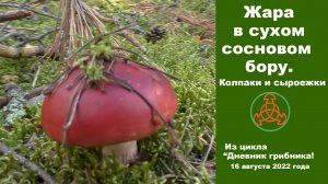 Жара в сухом сосновом бору! Колпаки и сыроежки. Дневник грибника 16 августа 2022 года.