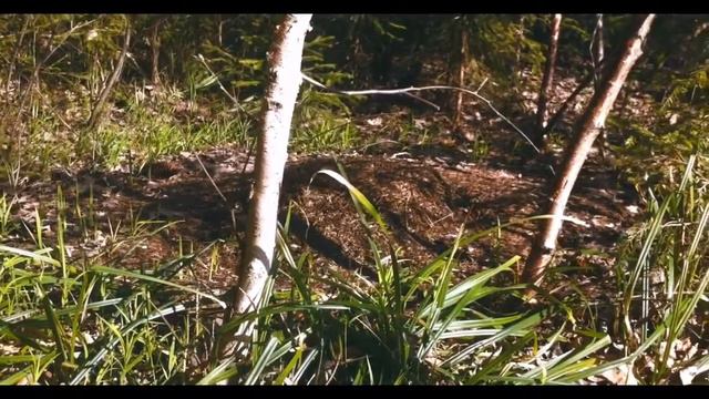 Весна [Spring] смотреть онлайн