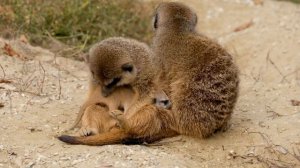 Мир диких животных. 4K