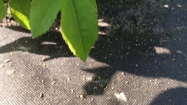 Тли больше не будет! смотреть онлайн