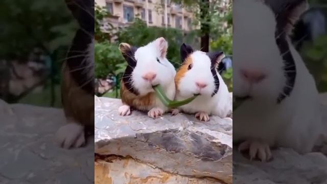 Хомяки едят друг друга смотреть онлайн
