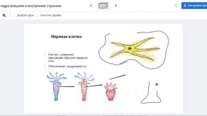 Полип гидра кожно мускульная клетка и другие клетки