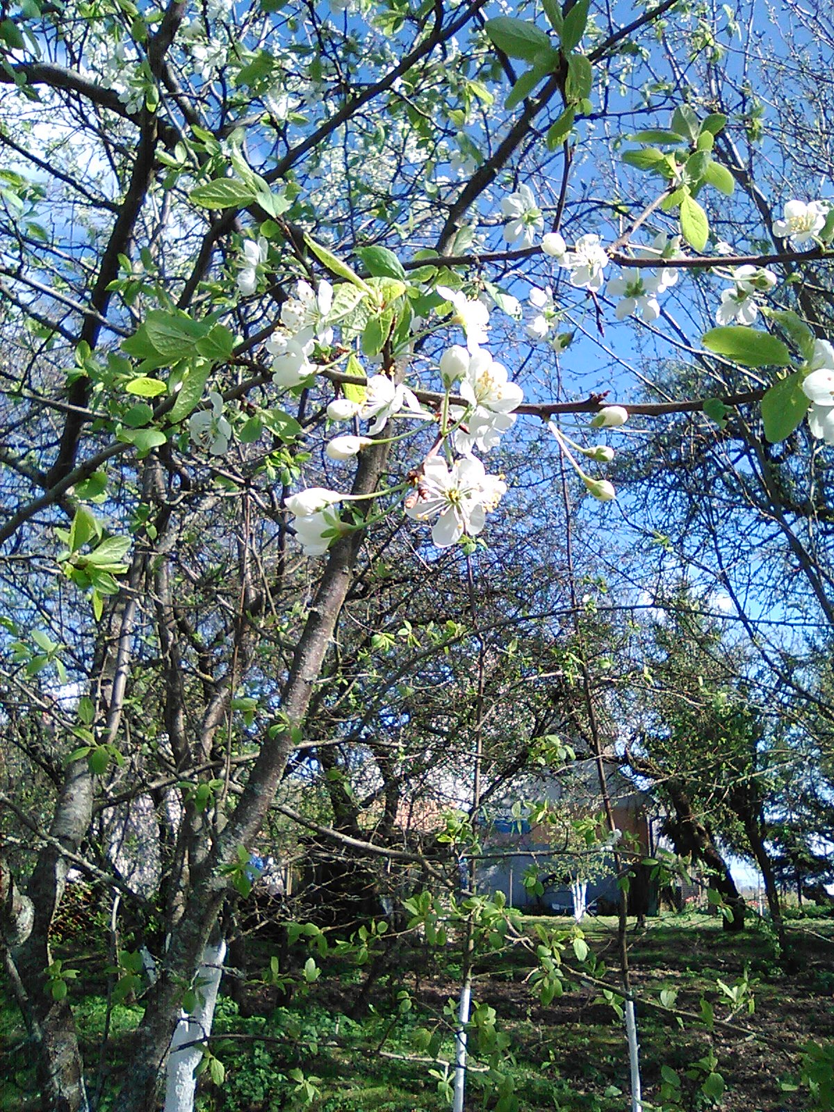 2024.04.03-17. Калининградская обл. Краснознаменский р-он. Хутор. смотреть онлайн