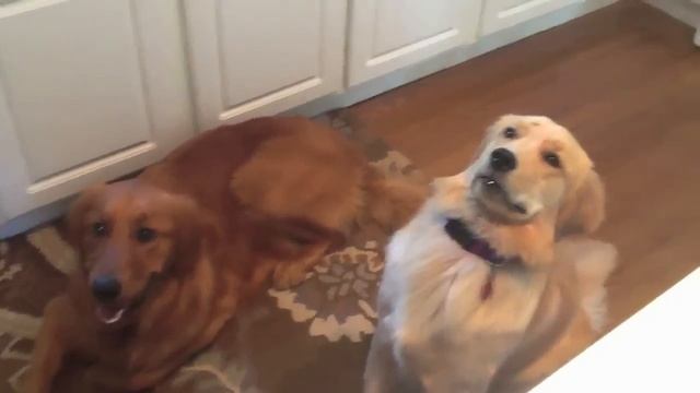 Golden Retriever Can't Find Cheerio смотреть онлайн
