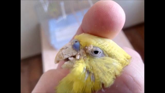 Классический случай клеща(Knemidocoptes mutans) на вызове у волнистого попугая смотреть онлайн