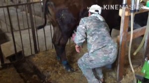 Лечим ушиб вымени у коров￼ы