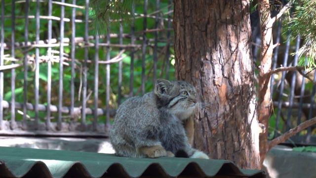 Котенок манулов умывается. 18.09.2022 смотреть онлайн