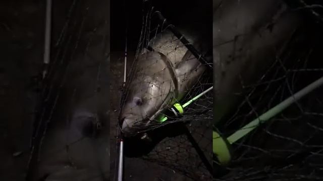Рыбалка в краснодаре крае. Для вас друзья, а вам слабо 😀 смотреть онлайн
