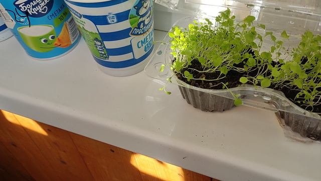 ☘️Рассада переезжает на балкон🍀