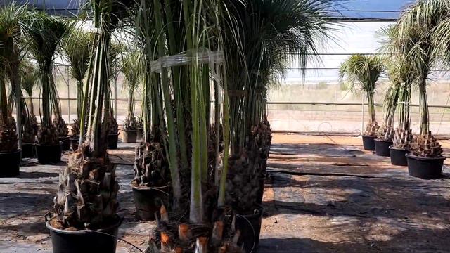 BestpalmTV. Butia capitata 👍 смотреть онлайн