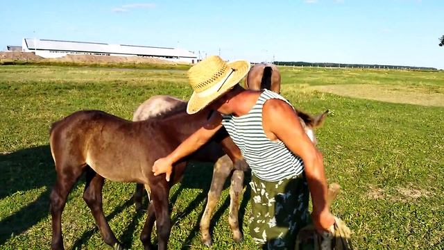 Лошади/ мерин Барон/кони в Беларуси смотреть онлайн