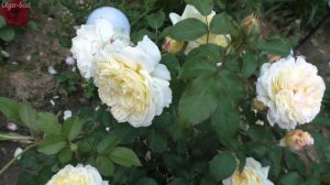 Роза Нельсон Монфор.Шраб.