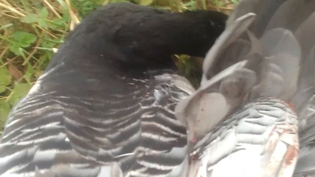 ОХОТА НА ГУСЕЙ.( БЕЛОЩЁКАЯ КАЗАРКА)-05.10 2018 Г.---ПРИЛАДОЖЬЕ смотреть онлайн