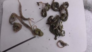 ГЛИСТЫ У ГОЛУБЕЙ И ИХ ЛЕЧЕНИЕ!!!