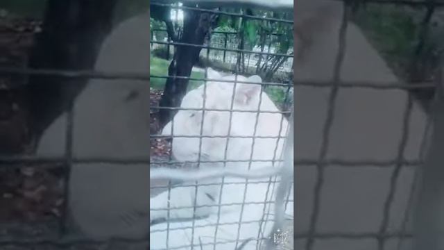 Белый и очень ленивый тигр в парке 《 ТАЙГАН》🐯 смотреть онлайн
