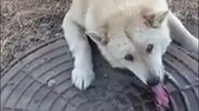 собака с замерзшим языком уже собиралась сдаться, но смотрите, кто пришел на помощь. смотреть онлайн
