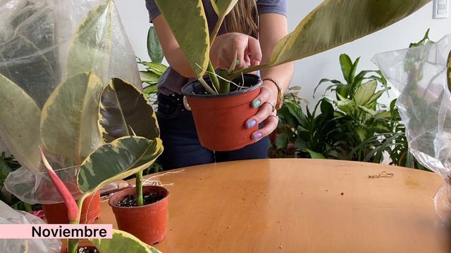 Dos métodos de propagación Gomero o Ficus elástica. En agua vs en tierra. ¿Cuál es mejor? смотреть онлайн