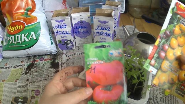 Пикировка низкорослых томатов. Реклама на нашем канале. смотреть онлайн