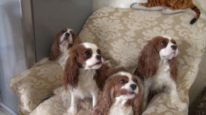 Кавалер кинг чарльз спаниель.mp4