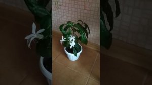 Клеродендрум Шмидта. Особенности сорта и изумительные водопады цветения.