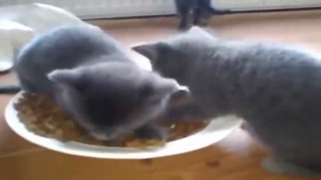 ТОП самых жадных котов приколы смотреть онлайн