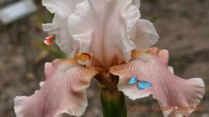Ирис бородатый Черишед (iris germanica cherished) ? Черишед обзор: как сажать, саженцы ириса Черише