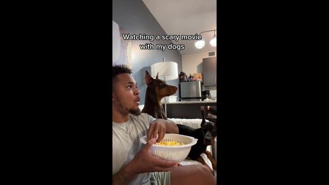 Grumpy Dogs knox doberman tiktok Compilation 🔴| Dog Video 2022 | suavexavie - 4 смотреть онлайн