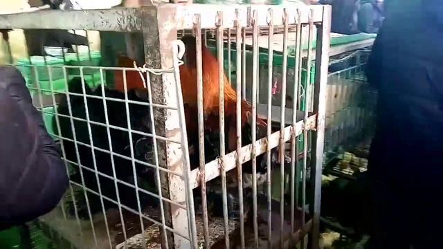 Янгиобод бозорида куён, хуроз, бедана... смотреть онлайн