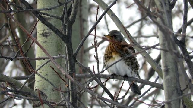 Дрозд Рябинник зимой, Fieldfare смотреть онлайн